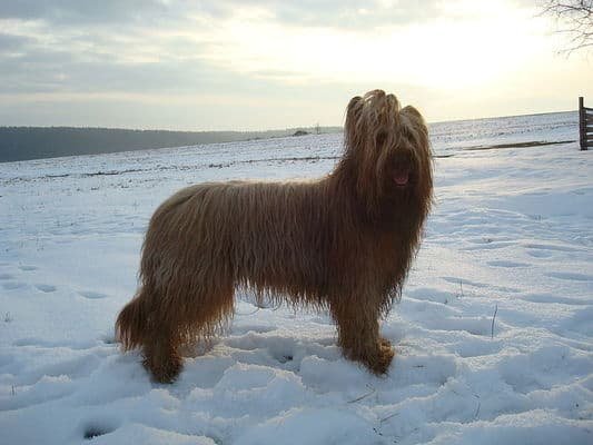 Top Dog Forum