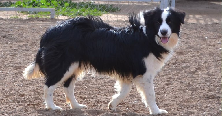 The Border Collie Is One Very Smart Dog