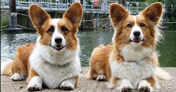 Cardigan Welsh Corgis Are Royal Family Dogs