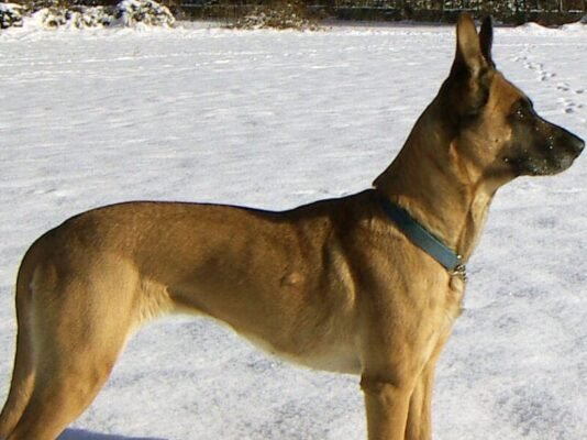 Top Dog Forum