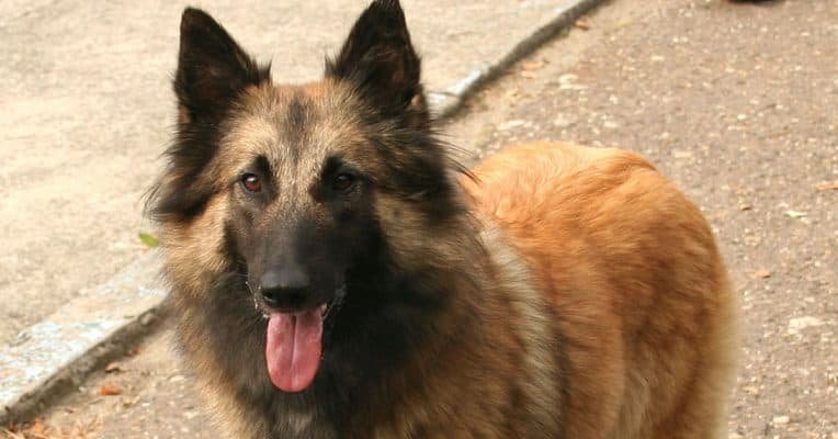 Top Dog Forum