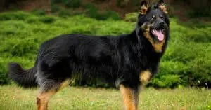 Bohemian Sheepdog