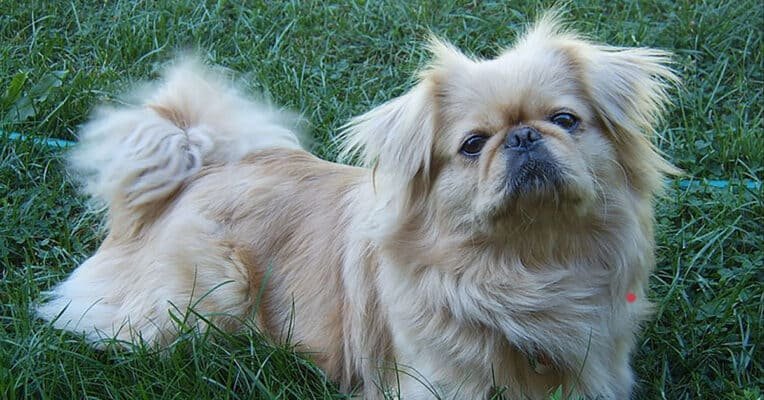 Top Dog Forum