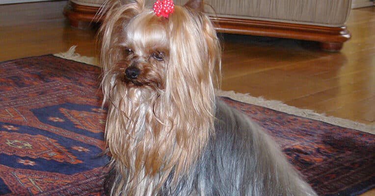 Top Dog Forum