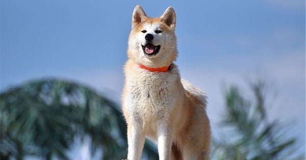 Top Dog Forum