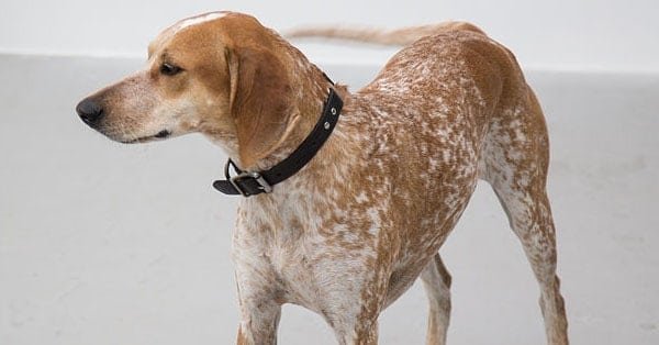 Top Dog Forum
