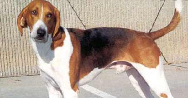 Top Dog Forum