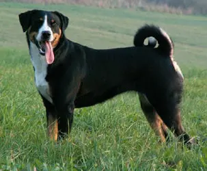 Home 54 Appenzeller Sennenhund
