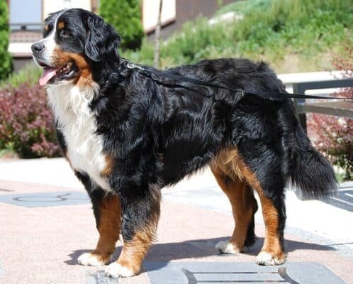 Top Dog Forum