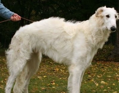 Dog sizes 2 Borzoi