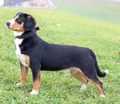 Top Dog Forum