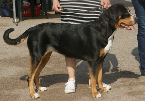 Top Dog Forum
