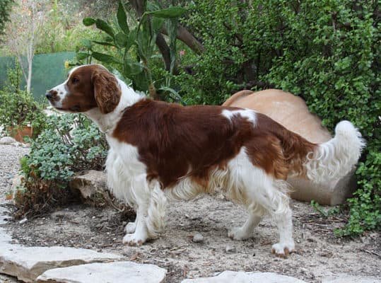 Choose From These 15 Spaniels That Makes The Best Family Pet 16 Welsh Springer Spaniel