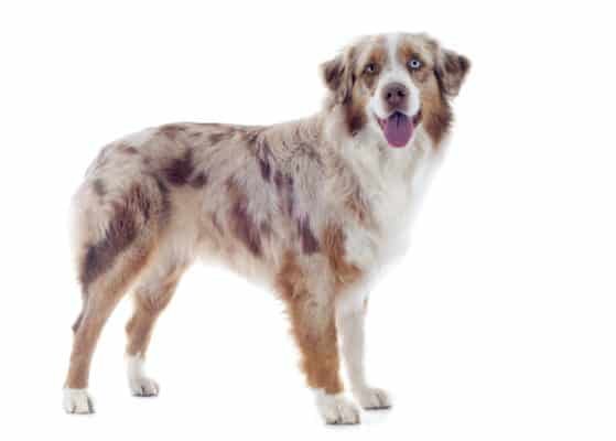 australian shepherd