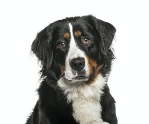 Top Dog Forum