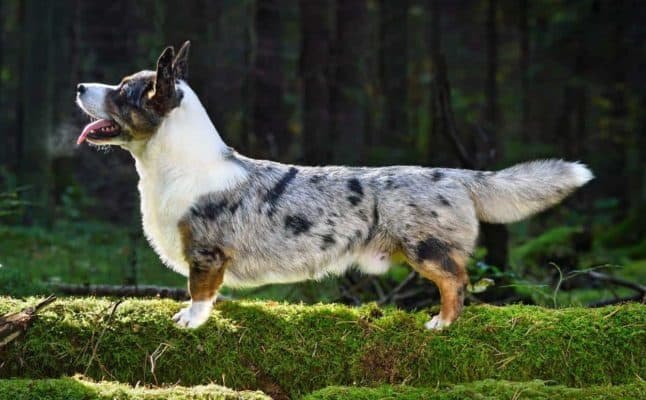 Top Dog Forum