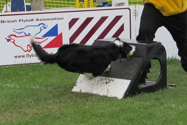 Flyball 2 Flyball