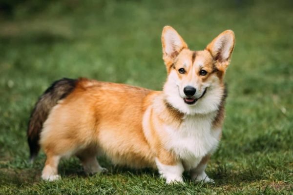 funny happy pembroke welsh corgi dog playing in green summer gra e1603380664929