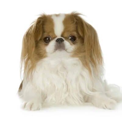 Top Dog Forum