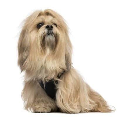 Top Dog Forum