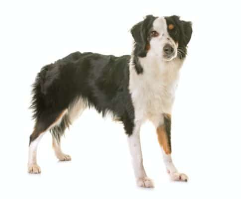 Top Dog Forum