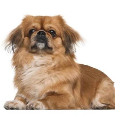 Top Dog Forum