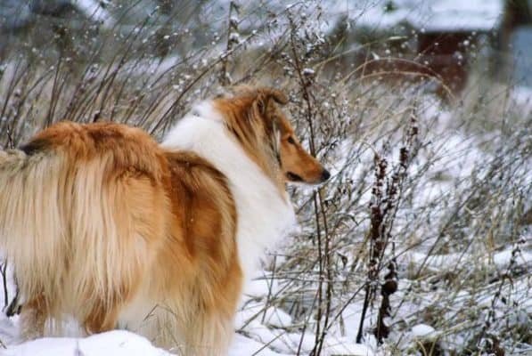 Top Dog Forum
