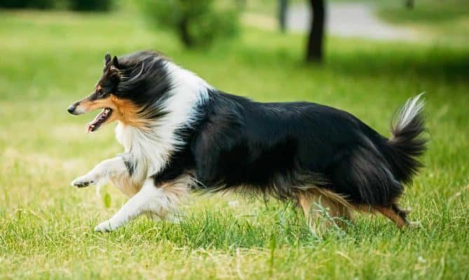 Top Dog Forum