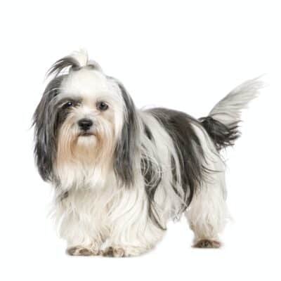Top Dog Forum