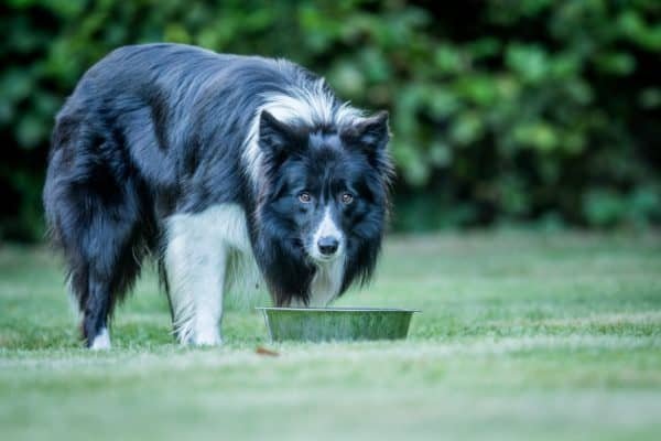 Top Dog Forum