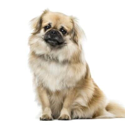 Top Dog Forum