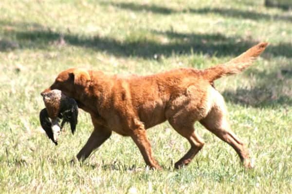 Sporting Group Dogs 7 Chesapeake Bay Retriever