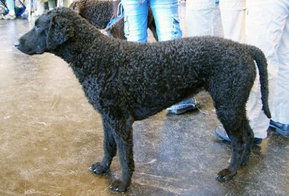 Top Dog Forum