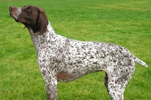 German Shorthaired Pointer: They Do Just About Everything