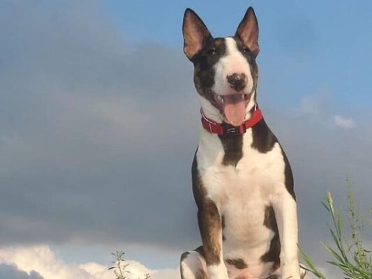 Top Dog Forum