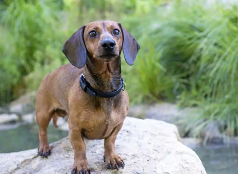 Dachshund