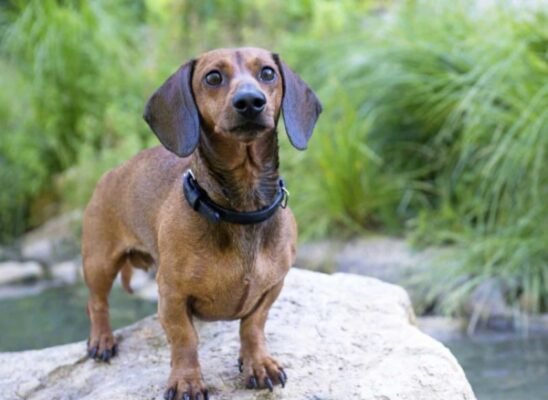 Dachshund