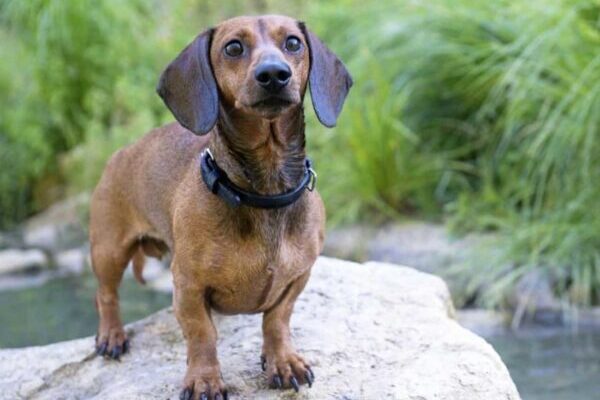 Is The Amazing Dachshund Too Brave For Its Own Sake?