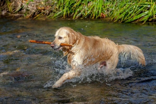 Top Dog Forum