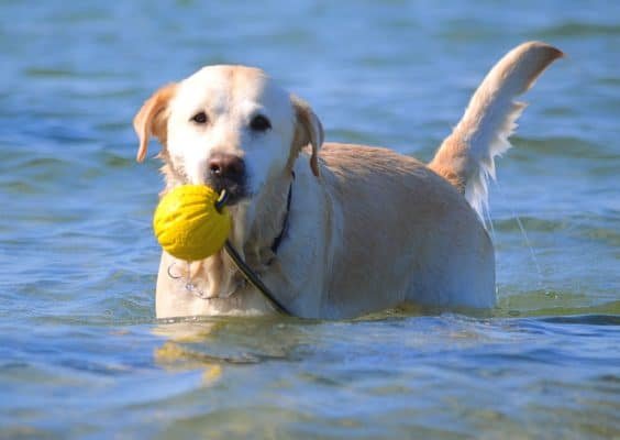 Top Dog Forum