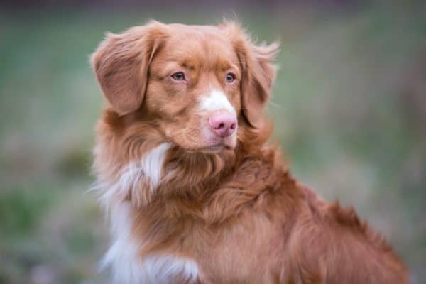 Top Dog Forum