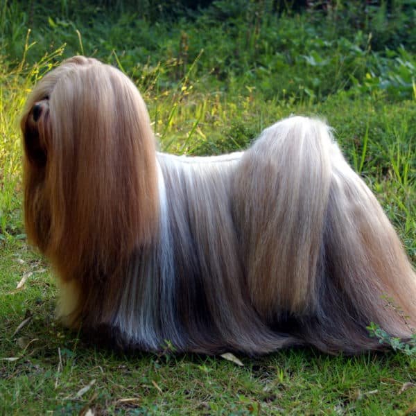 Lhasa Apso