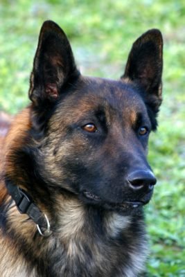 Top Dog Forum