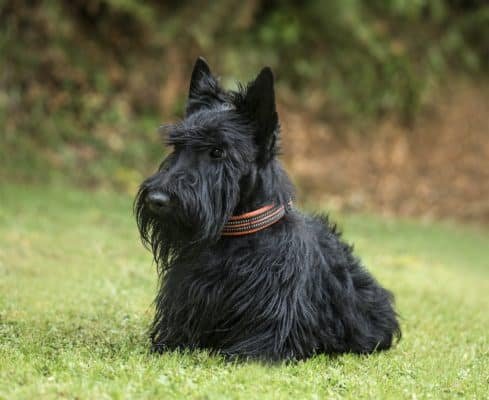 Scottish Terrier: What You Need To Know 2 Scottish Terrier, 2 years old, in park
