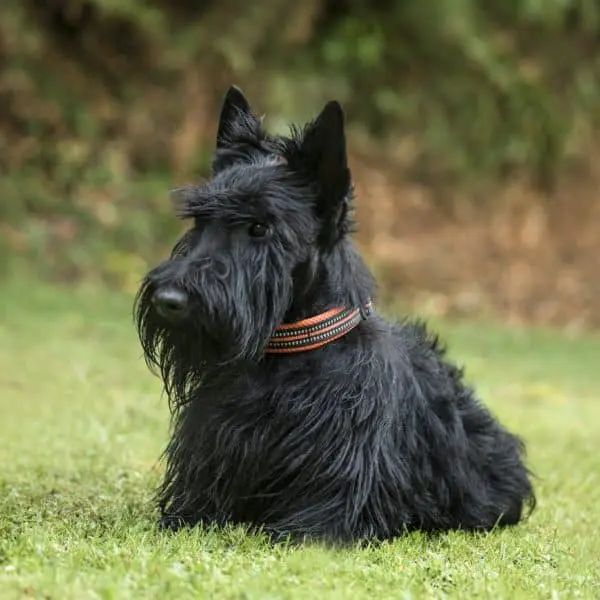 Scottish Terrier, 2 years old, in park
