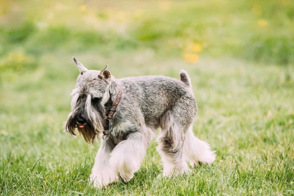 small miniature schnauzer dog zwergschnauzer play outdoor in gre e1658094639513