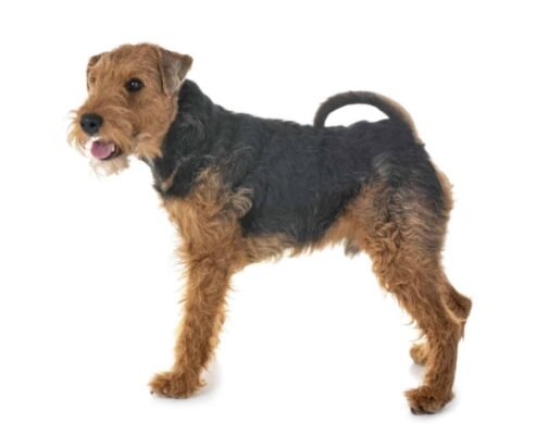 Top Dog Forum