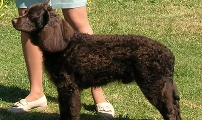 Top Dog Forum