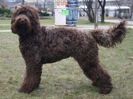 Top Dog Forum