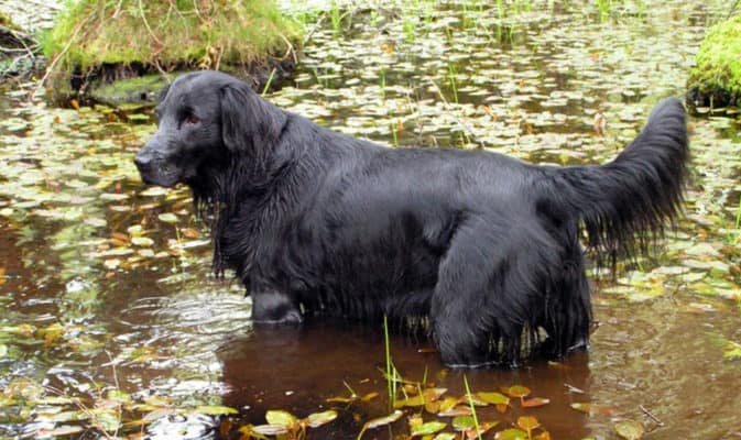 Top Dog Forum